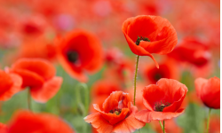 A field of red poppies.